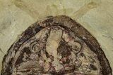 Colorful Asaphid Trilobite With Antennae - Fezouata Formation #356963-2